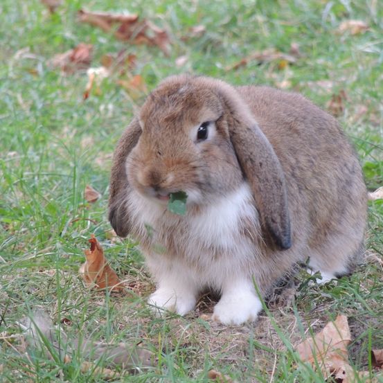 Bild enthält, Animal, Mammal, Rabbit, Hare, Rodent, Rat