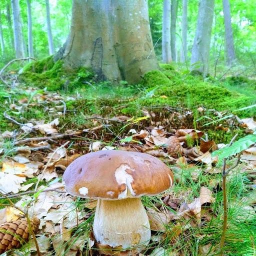 Bild enthält, Fungus, Plant, Vegetation, Agaric, Mushroom, Amanita