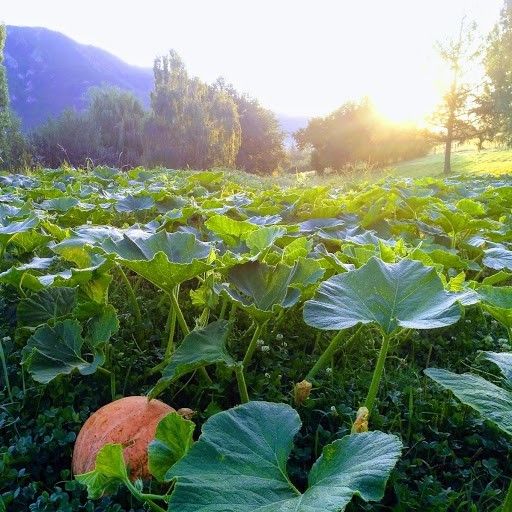 Bild enthält, Vegetation, Green, Leaf, Grass, Herbal, Sunlight, Field, Summer, Outdoors, Scenery