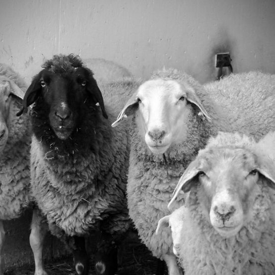 Bild enthält, Animal, Livestock, Mammal, Sheep