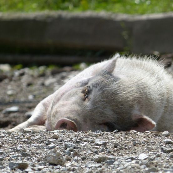 Bild enthält, Animal, Mammal, Pig, Hog, Boar, Wildlife, Soil