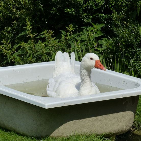 Bild enthält, Bathing, Tub, Animal, Bird, Goose, Waterfowl, Grass, Plant, Bathtub, Beak