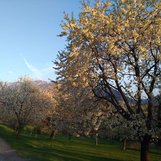 Bild enthält, Grass, Tree, Tree Trunk, Vegetation, Park, Flower, Landscape, Grove, Woodland, Scenery