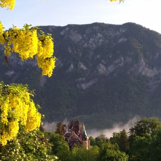 Bild enthält, Plant, Vegetation, Flower, Nature, Outdoors, Scenery, Landscape, Tree, Mimosa