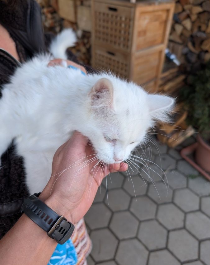 Eine Person mit einer Uhr hält eine weiße Katze, die schläft und ihren Kopf auf der Hand der Person ruht. Die Katze hat Schnurrhaare und einen flauschigen Schwanz.