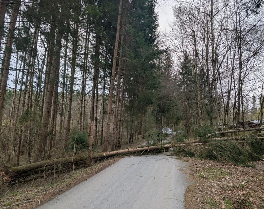 Ein Baum ist in einem Wald auf die Straße gefallen und blockiert den Weg. Ein Auto steckt hinter dem umgefallenen Baum fest.