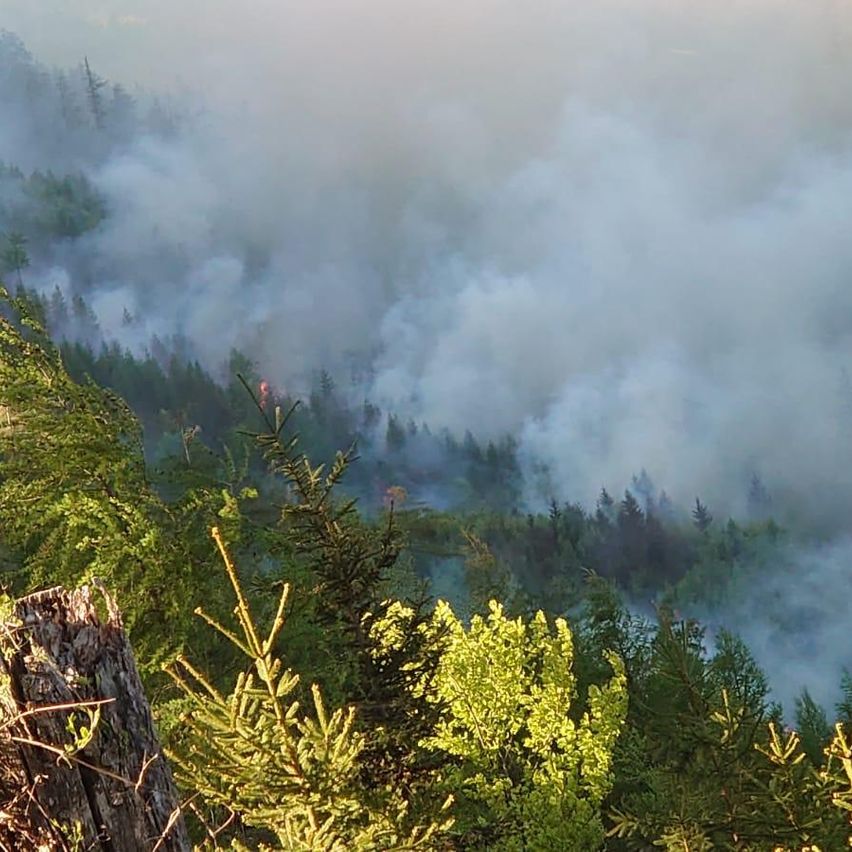 Ein Waldbrand brennt und dicker Rauch steigt in die Luft. Der dichte Wald ist voller hoher Bäume, von denen einige Anzeichen von Brandschäden aufweisen.