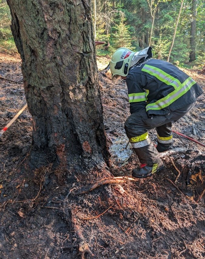Ein Feuerwehrmann untersucht einen Baum, möglicherweise um Schäden nach einem Waldbrand zu beurteilen, trägt einen Helm und Stiefel.