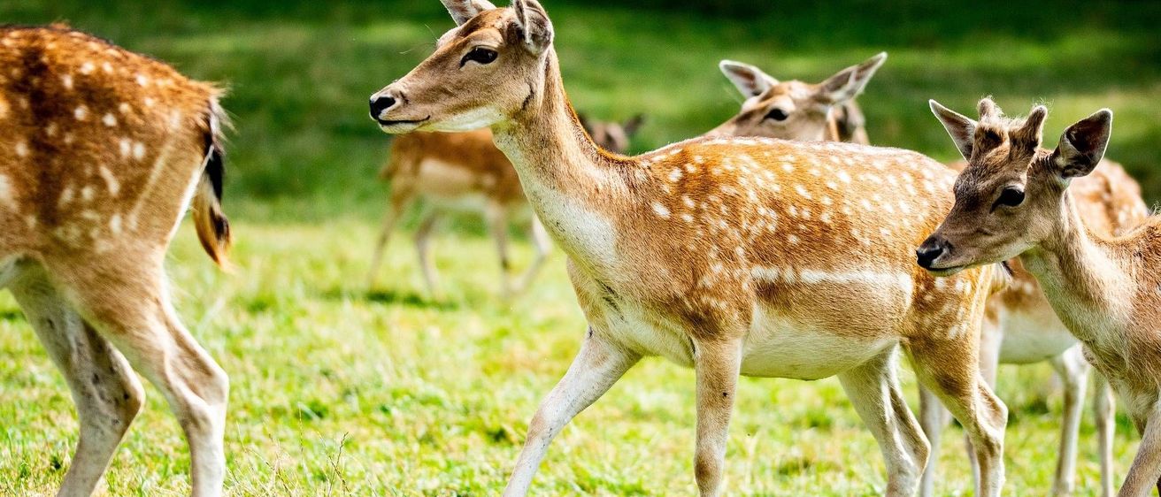 v1_migrated_image_42912776