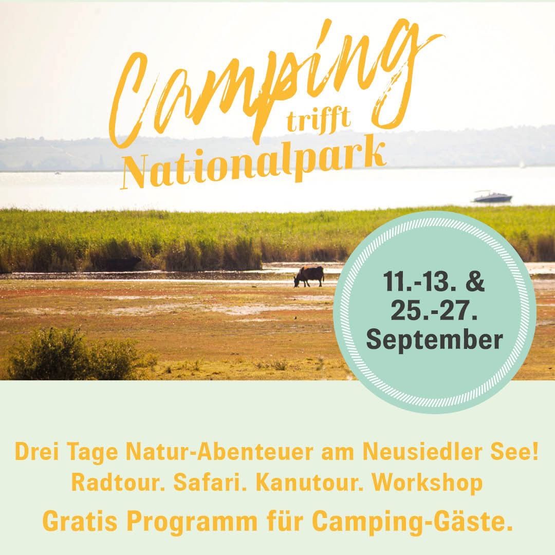 Plakat für Camping im Nationalpark. Termine sind 11.-13. und 25.-27. September. Zeigt eine Kuh, die auf einer Wiese grast.