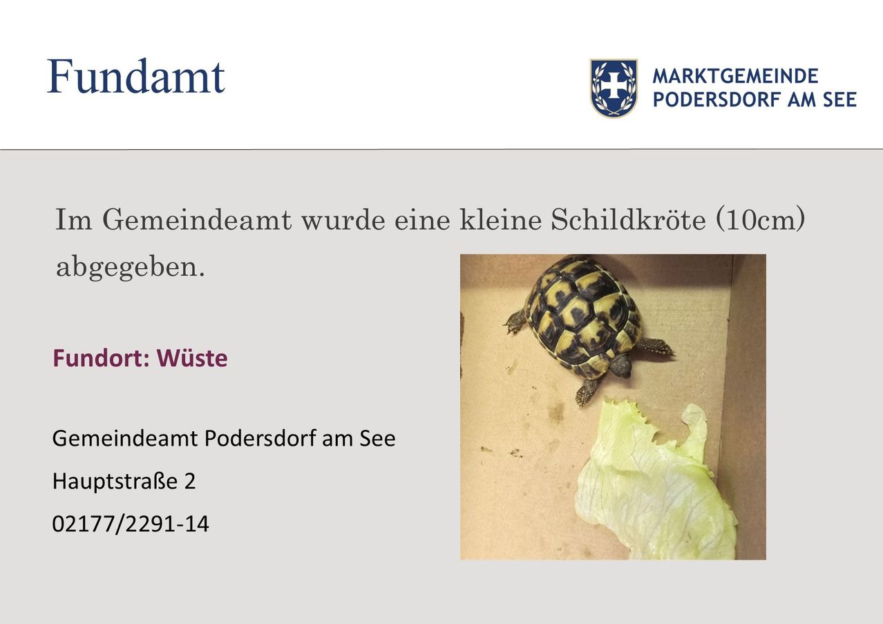 Am Markt in Podersdorf wurde eine kleine Schildkröte gefunden. Art: Abfall. Standort: Podersdorf am See, Straße 2, 2291-14.