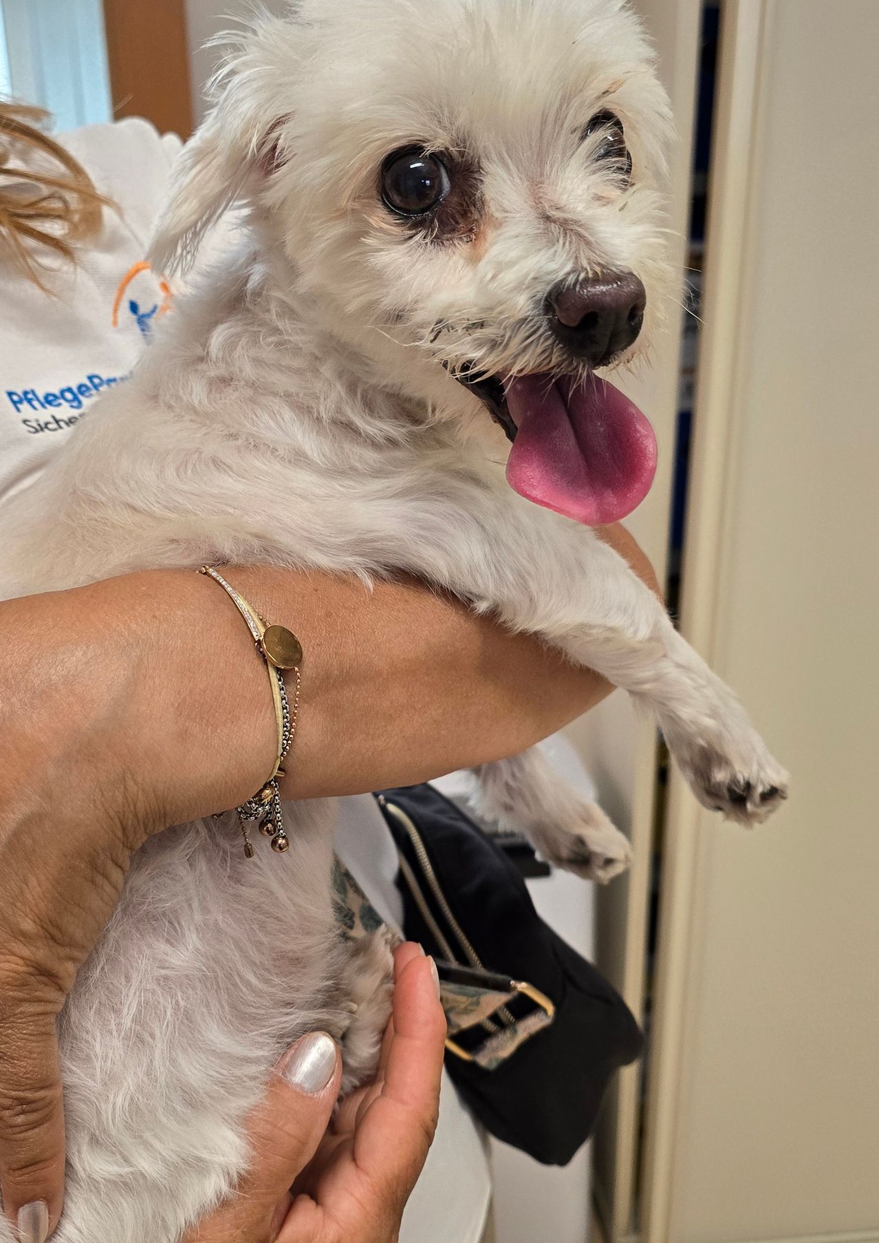 Eine Person hält einen weißen Hund mit herausgestreckter rosa Zunge. Sie trägt ein Armband und ein weißes Shirt mit Text. Der Hund sieht aufmerksam aus.