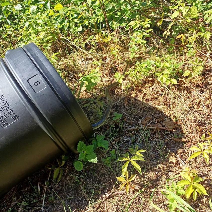 Bild enthält, Ammunition, Bomb, Weapon, Garbage, Plant