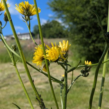 Eine Nahaufnahme von gelben Blumen mit grünen Stängeln und Blättern in einem Feld mit einem Haus und Bäumen im Hintergrund.