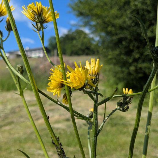Eine Nahaufnahme von gelben Blumen mit grünen Stängeln und Blättern in einem Feld mit einem Haus und Bäumen im Hintergrund.