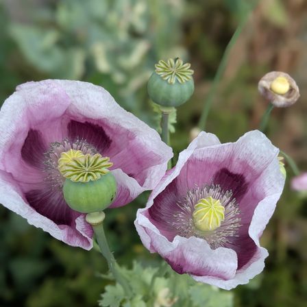 Zwei rosa Mohnblumen mit gelben Zentren und grünen Samenkapseln auf einer Pflanze. Die Blütenblätter sind gewellt, und der Hintergrund ist unscharf mit grünen Blättern.