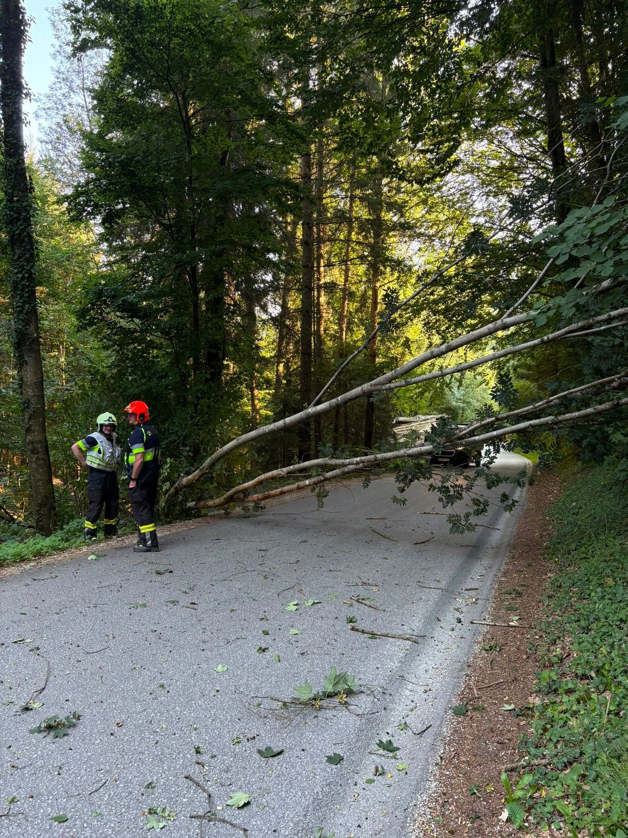 Two firefighters stand on a road with a fallen tree blocking the path. The road is surrounded by dense trees.