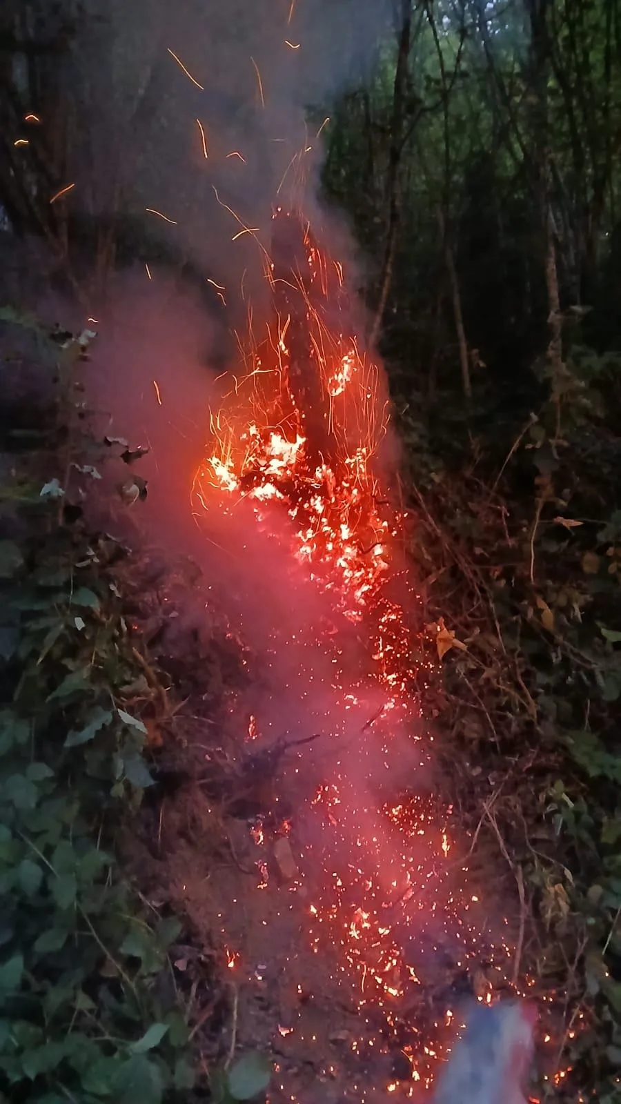 Ein Feuer brennt heftig in einem Wald, umgeben von Rauch und trockenen Blättern.
