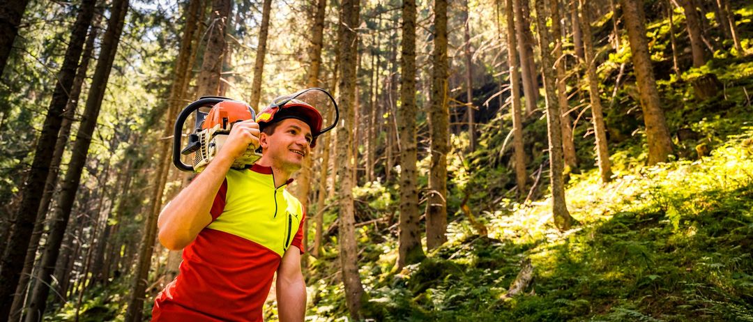 Ein Mann in Schutzausrüstung trägt eine Kettensäge in einem dichten Wald mit hohen Bäumen und grünem Unterholz.