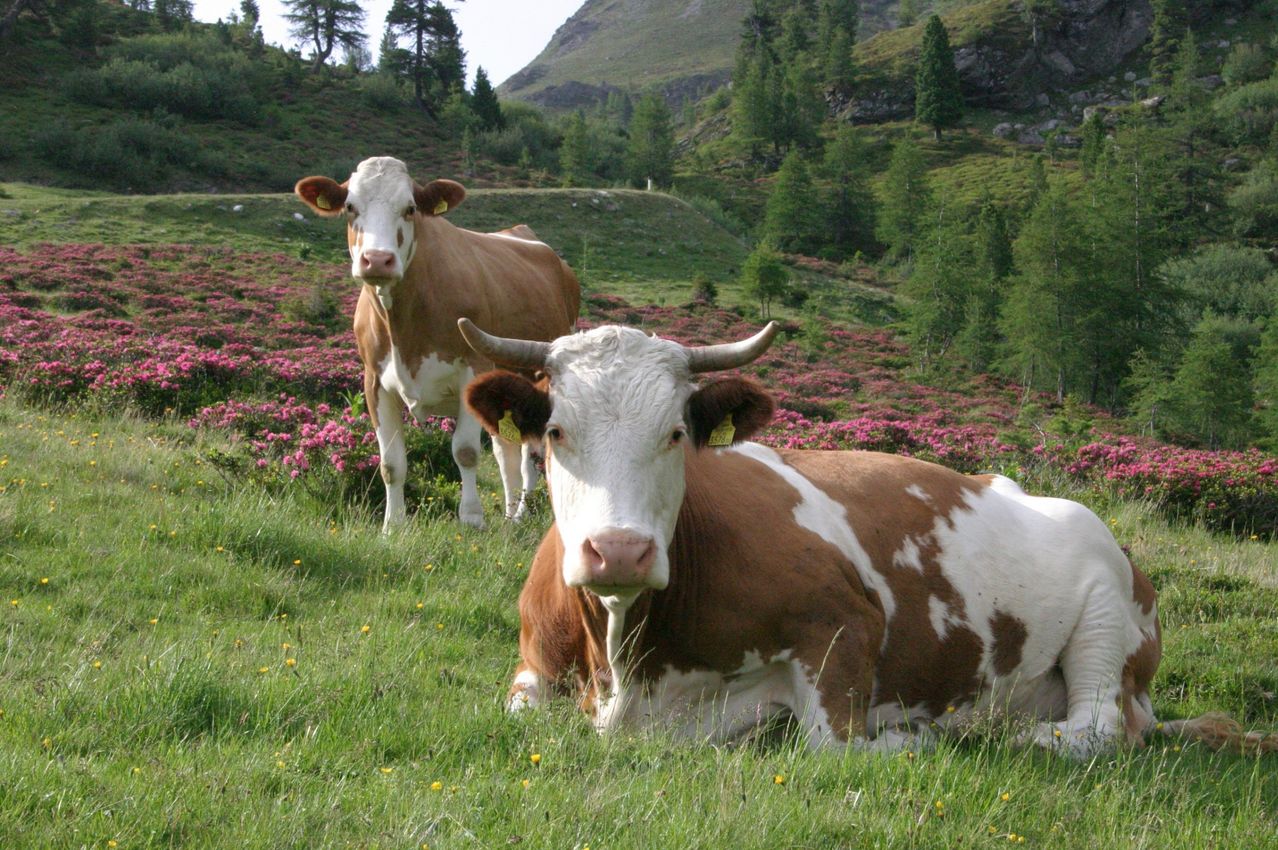 Bild enthält, Animal, Cattle, Cow, Livestock, Mammal, Field, Grassland, Nature, Outdoors, Dairy Cow