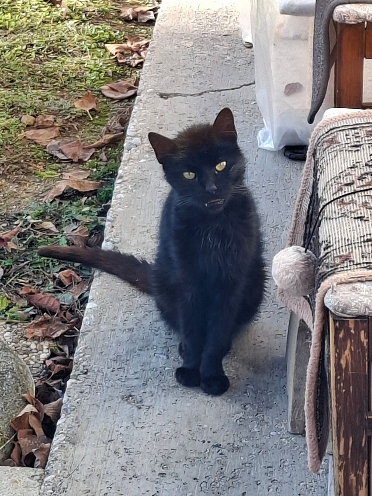 Eine schwarze Katze mit gelben Augen sitzt auf einem Bürgersteig in der Nähe eines Stuhls mit Kissen. Der Boden ist mit trockenen Blättern bedeckt.