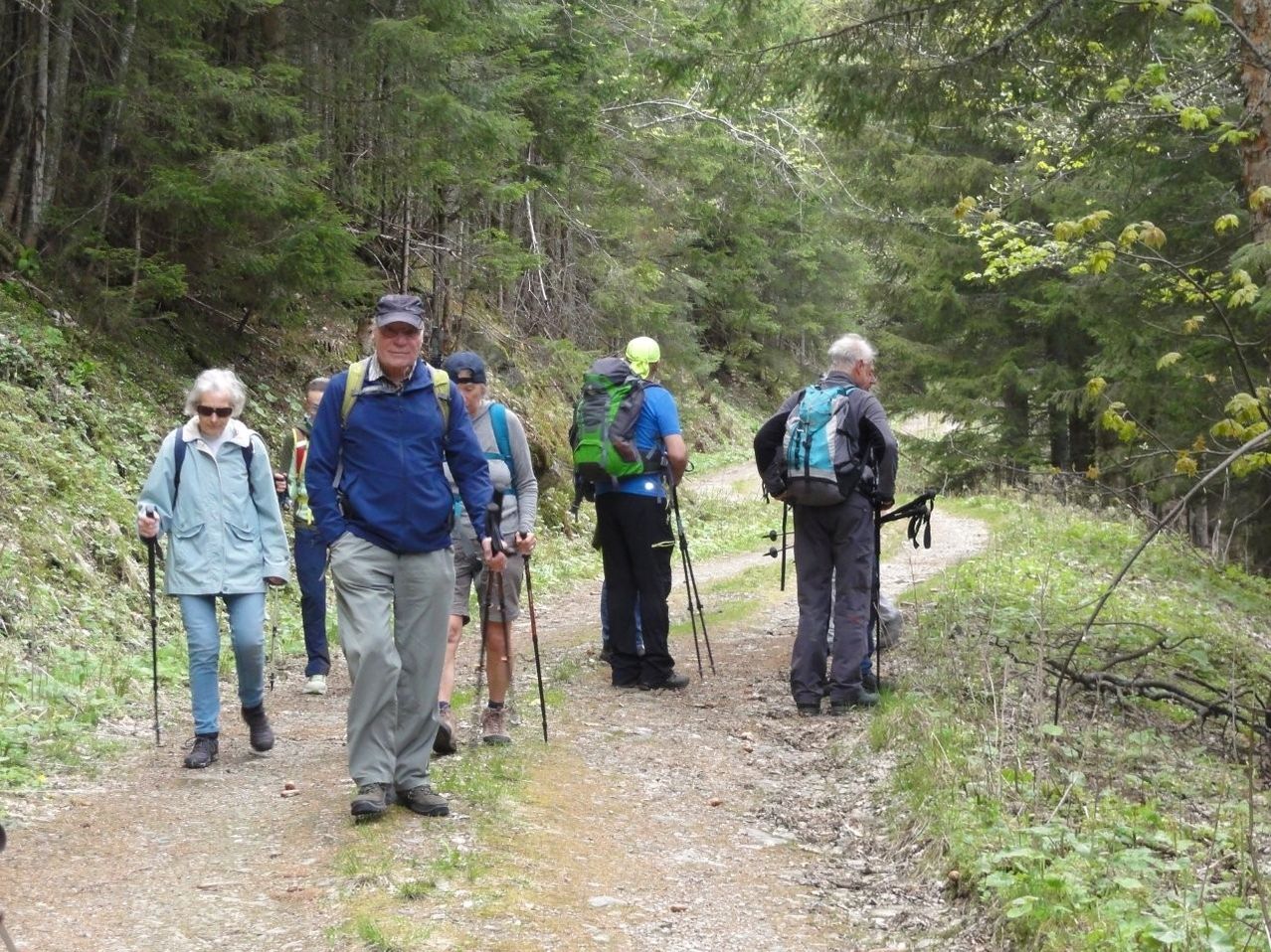 Eine Gruppe von Wanderern im Wald, die auf einem Feldweg mit Rucksäcken gehen. Sie haben Trekkingstöcke.