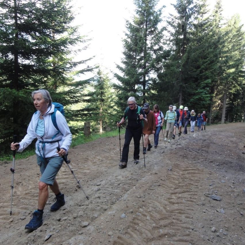 Eine Gruppe von Wanderern mit Rucksäcken und Trekkingstöcken geht auf einem Lehmweg durch einen Wald.