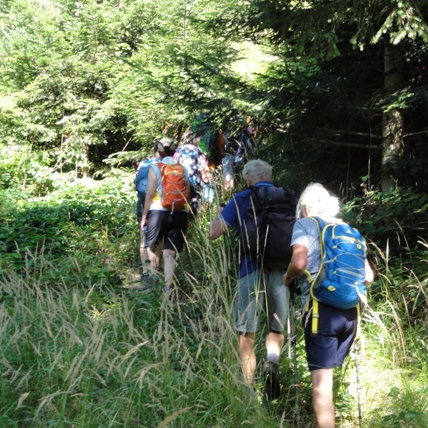 Eine Gruppe von Wanderern mit Rucksäcken und Trekkingstöcken geht durch einen dichten Wald. Das Sonnenlicht filtert durch die Bäume und wirft Schatten auf den Boden.
