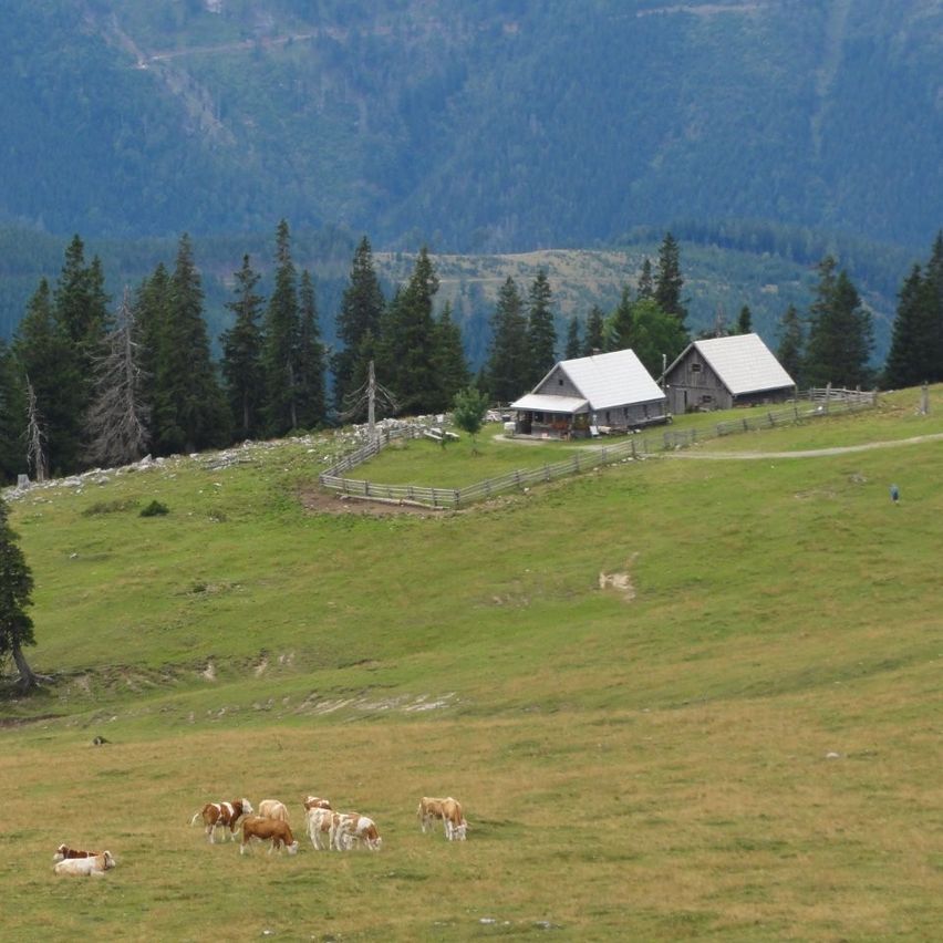 Eine Berglandschaft mit einigen Kühen, die auf einer Wiese grasen, zwei Häusern mit grauen Dächern und einer Person, die in der Ferne geht.