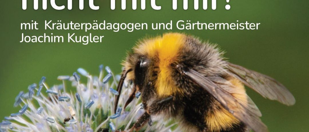 Animal, Apidae, Bee, Bumblebee, Insect, Invertebrate, Honey Bee, Advertisement, Poster