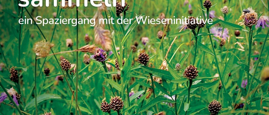 Advertisement, Poster, Herbal, Herbs, Plant, Vegetation, Outdoors, Nature, Grassland, Flower