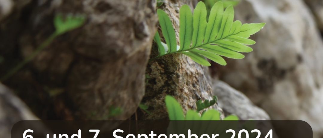 Advertisement, Poster, Plant, Vegetation, Tree, Land, Nature, Outdoors, Rainforest, Leaf