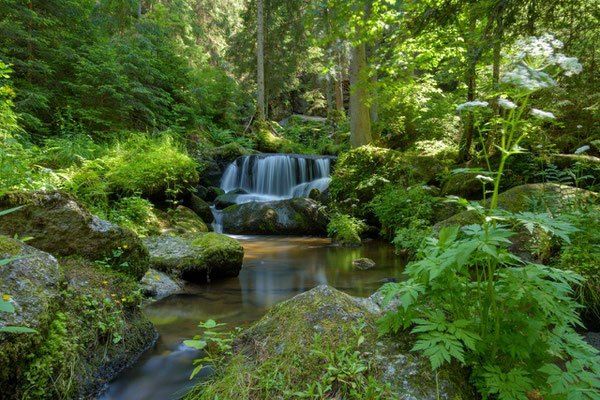 Ein üppiger Wald mit einem Wasserfall, der über moosbedeckte Felsen fließt, umgeben von leuchtend grünen Pflanzen und Bäumen.