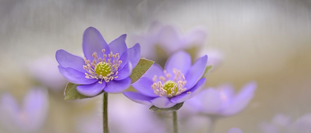 Eine Nahaufnahme von zwei lila Anemonenblüten mit grünen Blättern in einem verschwommenen Hintergrund.