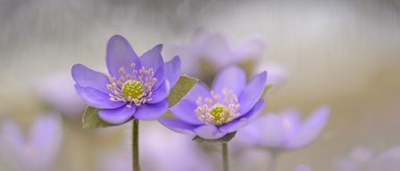 Eine Nahaufnahme von zwei lila Anemonenblüten mit grünen Blättern in einem verschwommenen Hintergrund.