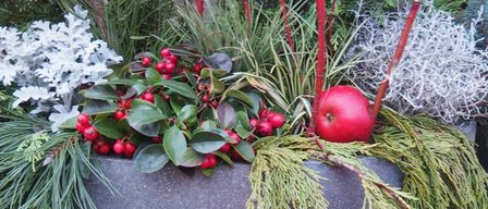 Bild enthält, Plant, Tree, Conifer, Apple, Food, Fruit, Produce, Leaf, Vegetation, Potted Plant