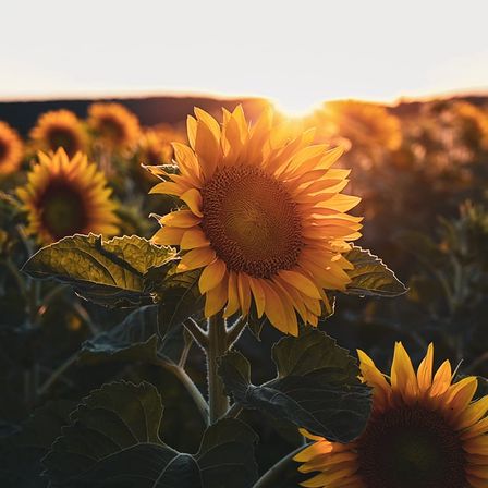 Eine Sonnenblume mit leuchtend gelben Blütenblättern steht prominent in einem Feld, während die Sonne untergeht und einen warmen Schimmer auf die umliegenden Sonnenblumen und den Horizont wirft.