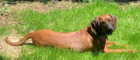 Ein brauner Hund liegt auf grünem Gras mit einem Zaun im Hintergrund. Der Hund hat eine entspannte Haltung.