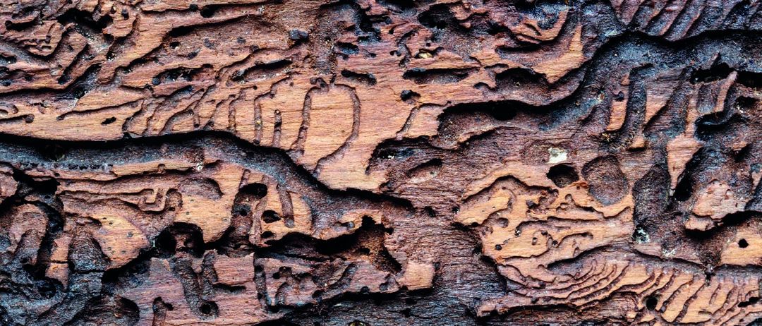 Nahaufnahme von Baumrinde mit Löchern und Tunneln, wahrscheinlich durch Insekten verursacht. Das Holz ist braun mit dunklen Flecken und Spuren.