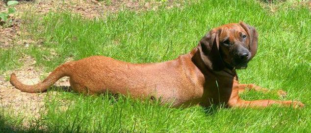 Ein brauner Rhodesian Ridgeback liegt auf dem Gras in einem eingezäunten Hof. Der Hund schaut nach links.