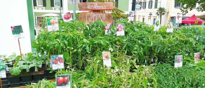 Bild enthält, Herbal, Herbs, Garden, Nature, Outdoors, Gardening, Potted Plant, Person, Vegetation, Market