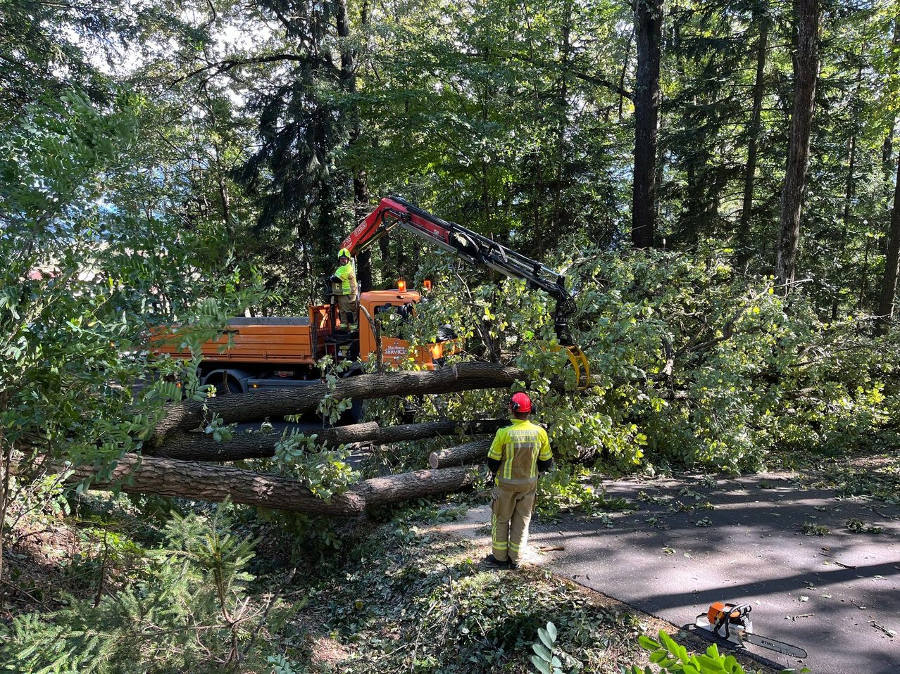 Bild enthält, Person, Worker, Hardhat, Vegetation, Tree, Jungle, Nature, Outdoors, Land, Woodland