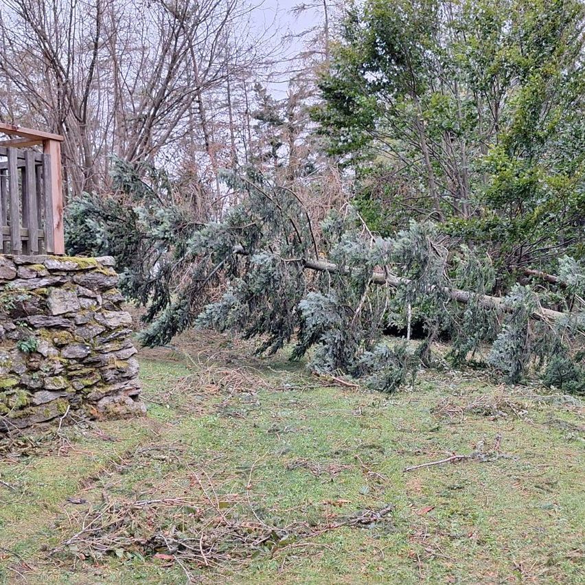 Bild enthält, Vegetation, Backyard, Nature, Outdoors, Yard, Tree, Conifer, Garden, Woodland, Grass