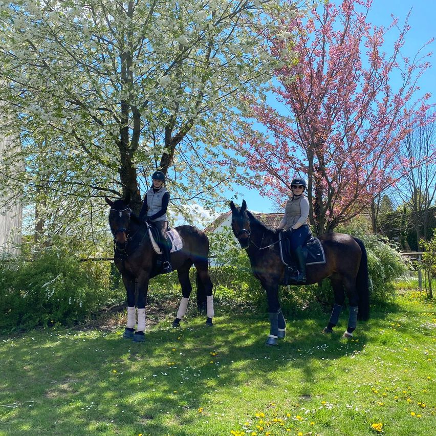 Bild enthält, Grass, Vegetation, Tree, Person, Woodland, Portrait, People, Horse, Helmet, Horseback Riding
