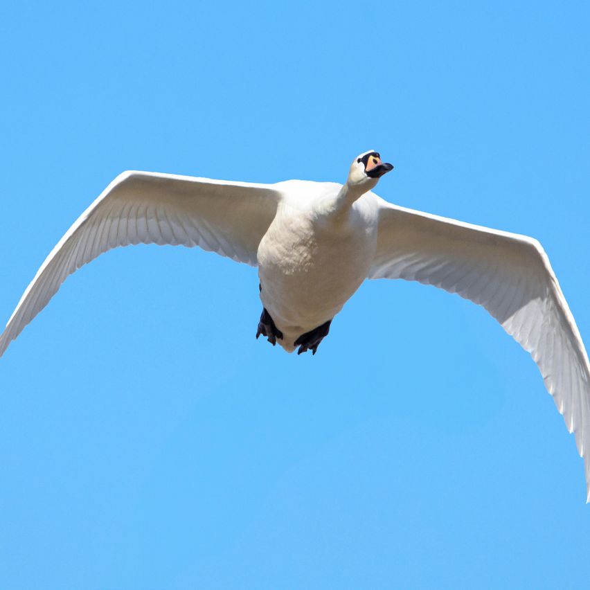 Bild enthält, Animal, Bird, Flying, Goose, Waterfowl, Seagull, Swan