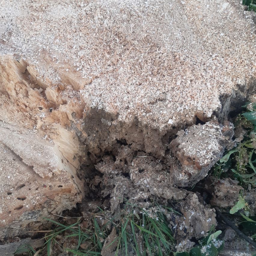 Eine Nahaufnahme eines Baumstumpfs, bedeckt mit Sägemehl und kleinen Löchern, umgeben von Erde und Gras.