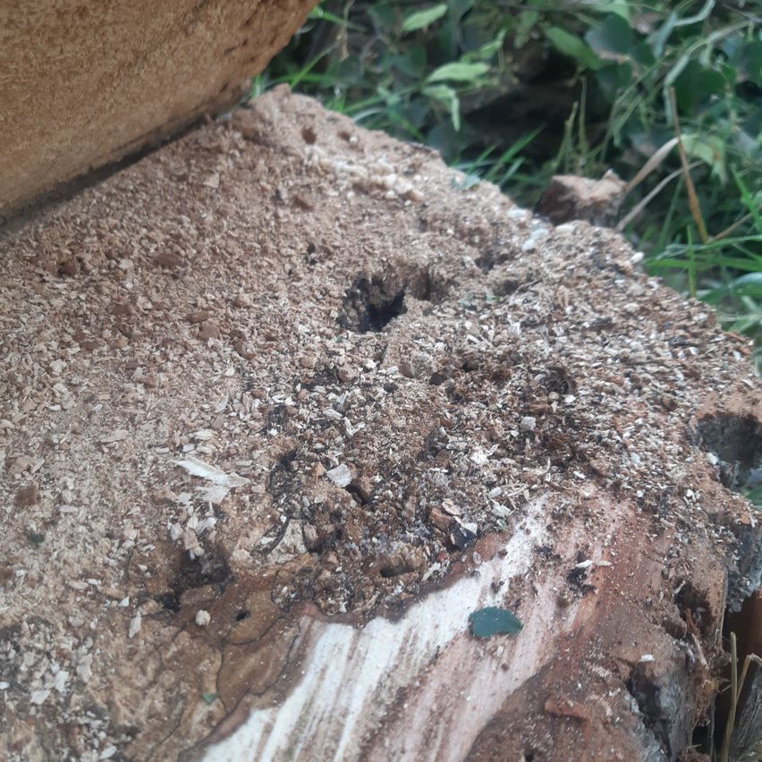 Nahaufnahme eines Baumstamms mit Schmutz und kleinen Löchern. Ein grünes Stück Glas liegt auf der Oberfläche.