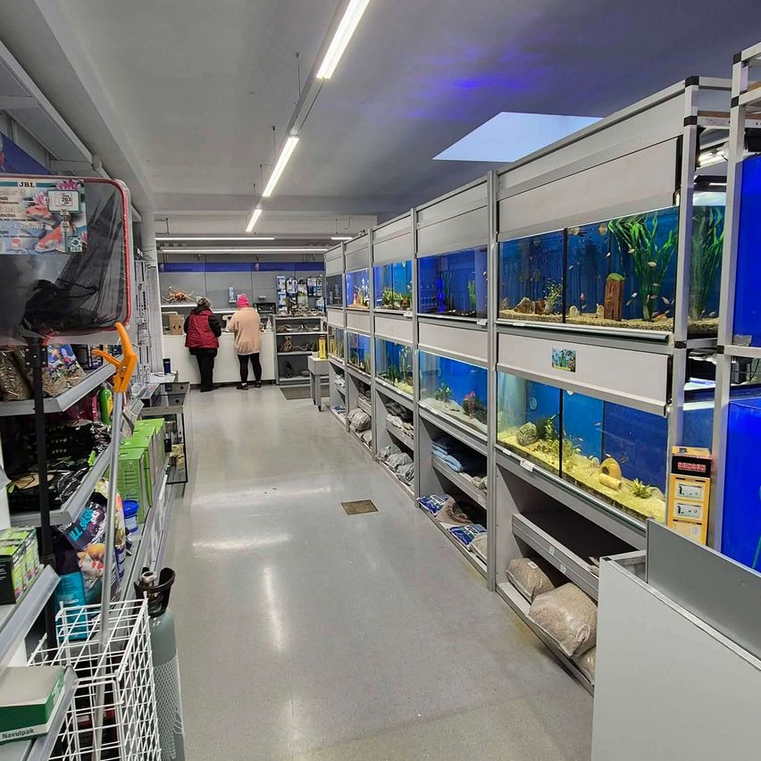 Ein Gang in einem Zoogeschäft mit Reihen von Aquarien. Zwei Personen stehen und schauen sich die Fische an. Links befinden sich Regale mit verschiedenen Artikeln.