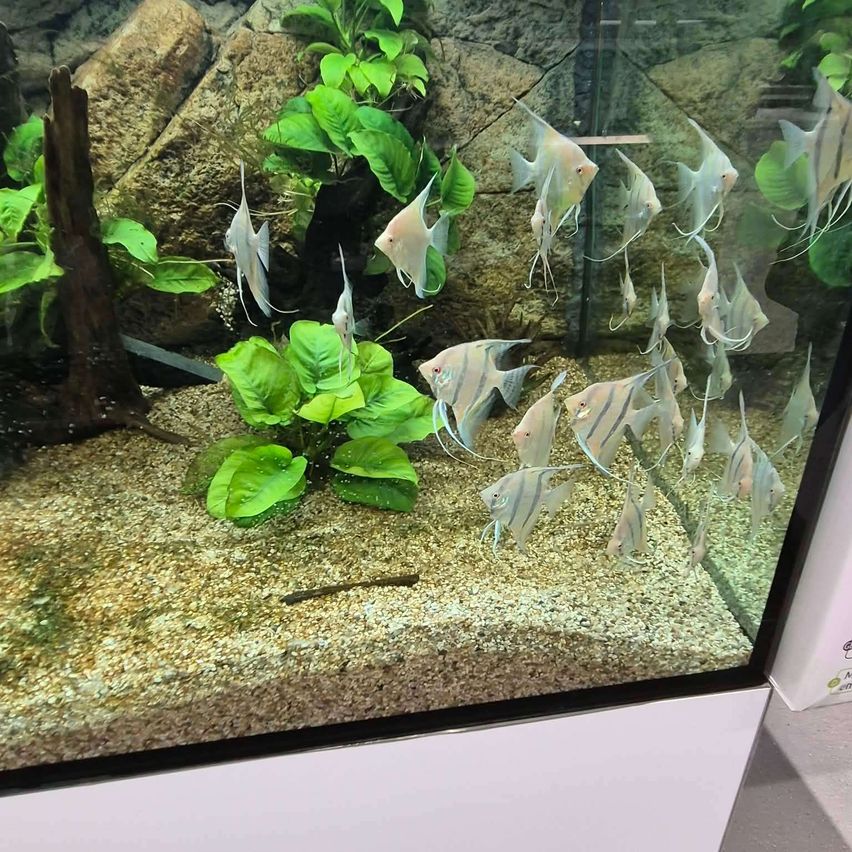 Ein Süßwasseraquarium mit Engeln, die in der Nähe von grünen Pflanzen und Felsen schwimmen.