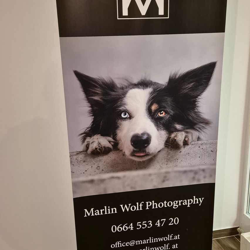 Ein schwarz-weißer Hund mit blauen Augen lehnt sich an eine Betonfläche. Der Hund ist wahrscheinlich ein Border Collie. Der Plakat hat die Worte 'Marlin Wolf Photography' und eine Telefonnummer. Die Büro-E-Mail ist office@marlinwolf.at.